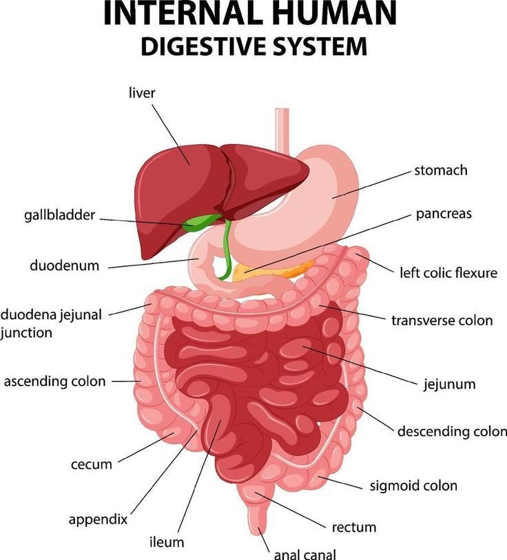 Diagram of the human digestive system with labeled body parts.